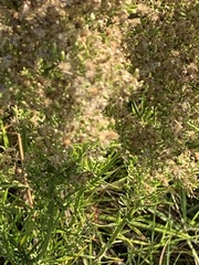 Eupatorium compositifolium