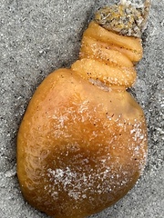 Aplidium californicum