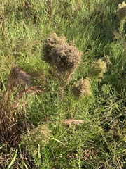 Eupatorium compositifolium