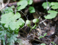 Corybas trilobus