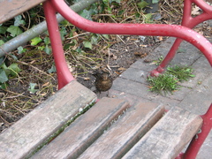 Turdus merula