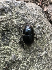 Geotrupes balyi