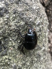 Geotrupes balyi