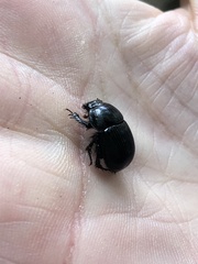 Geotrupes balyi