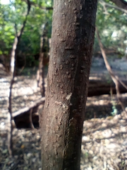 Albizia inundata
