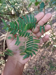 Albizia inundata