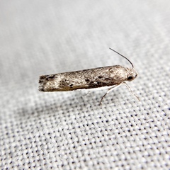 Xylorycta melaleucae