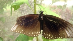 Euploea core