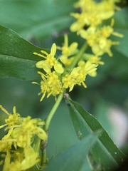 Solidago caesia