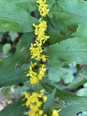 Solidago caesia
