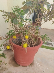 Solanum lycopersicum