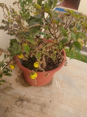 Solanum lycopersicum