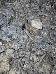 Cicindela