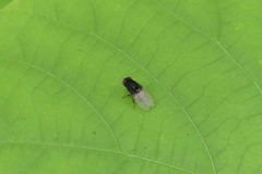 Minettia longipennis