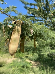 Havardia acatlensis