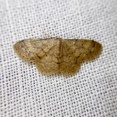 Idaea pilosata