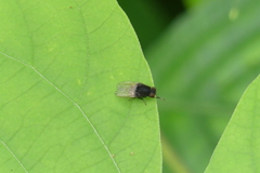 Minettia longipennis