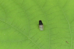 Minettia longipennis