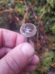 Lactarius pseudomucidus