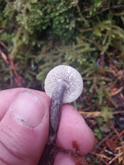 Lactarius pseudomucidus