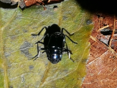 Plochionocerus