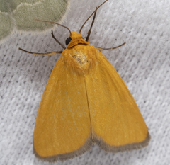 Eulithosia composita