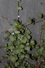 Cymbalaria muralis