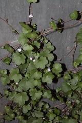 Cymbalaria muralis