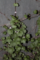 Cymbalaria muralis