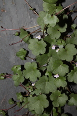Cymbalaria muralis