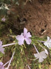 Ipomopsis longiflora longiflora