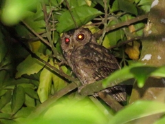 Otus lempiji