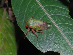 Metcalfiella
