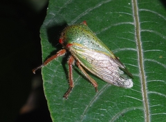 Metcalfiella