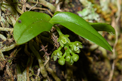 Drymoanthus adversus