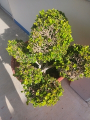 Buxus