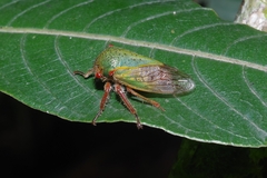 Metcalfiella