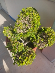 Buxus