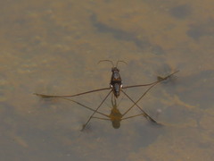 Limnogonus