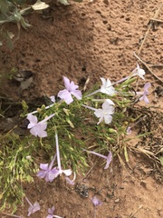 Ipomopsis longiflora longiflora