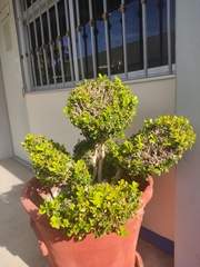 Buxus