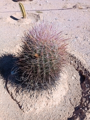 Ferocactus