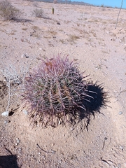 Ferocactus