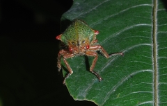 Metcalfiella