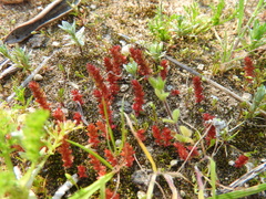 Crassula alata