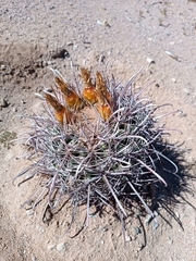 Ferocactus