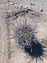 Ferocactus