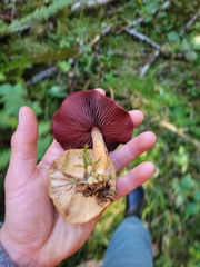 Cortinarius smithii