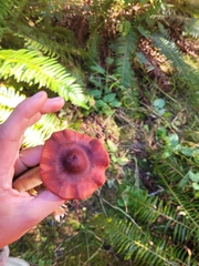Cortinarius smithii