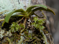 Drymoanthus adversus